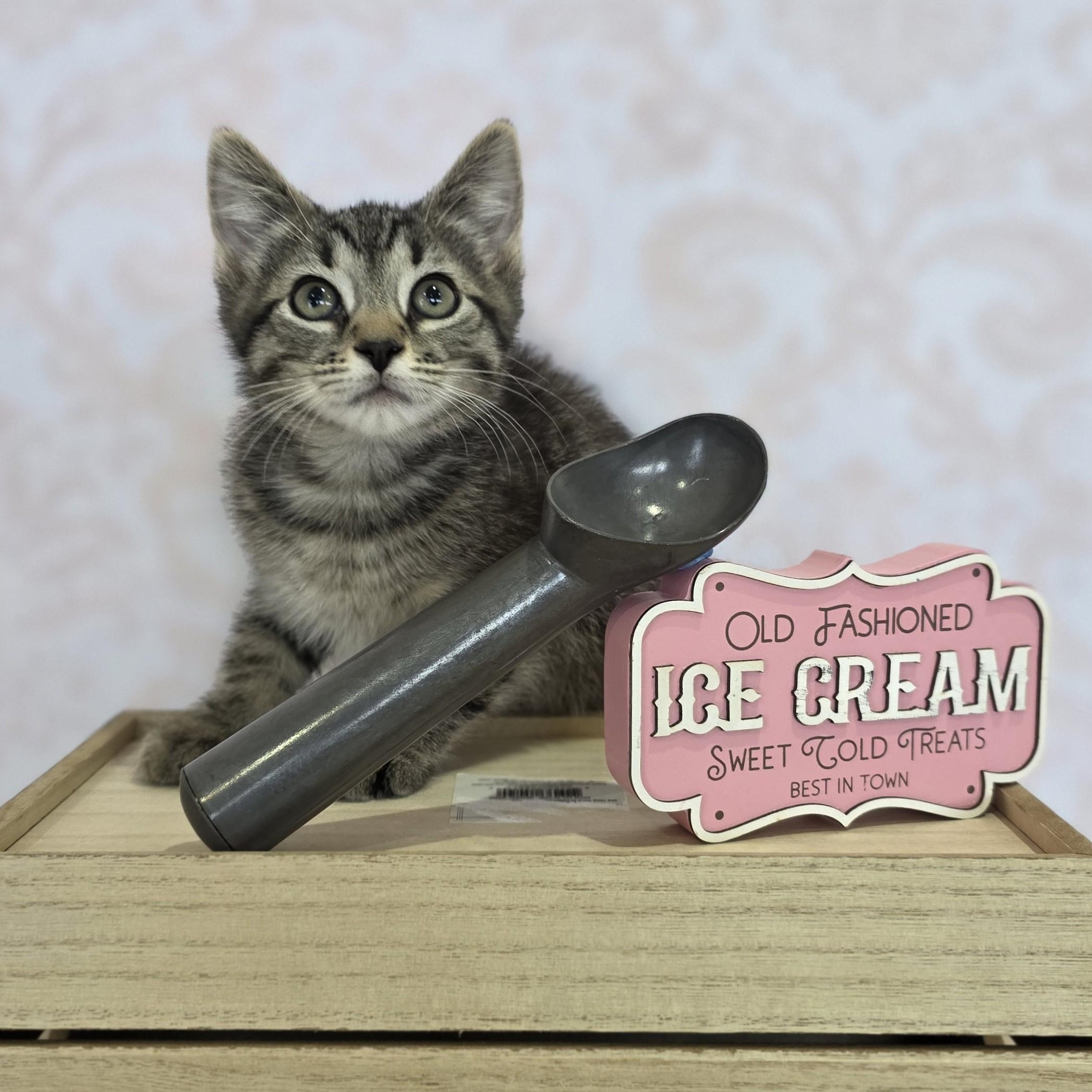 Enlarge Superman, a Adoptable Domestic Short Hair in Macomb Twp, MI image 5/5