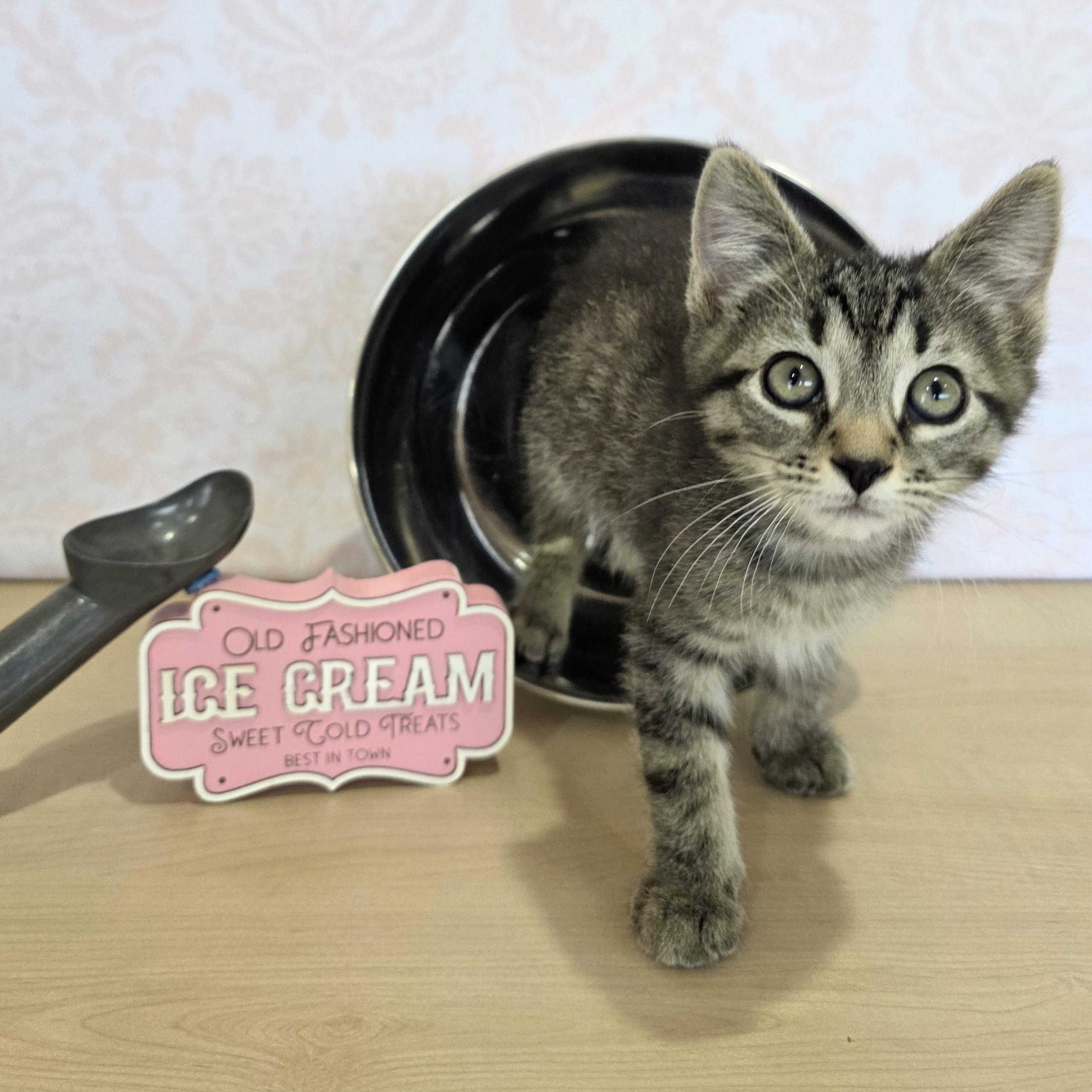Enlarge Superman, a Adoptable Domestic Short Hair in Macomb Twp, MI image 3/5