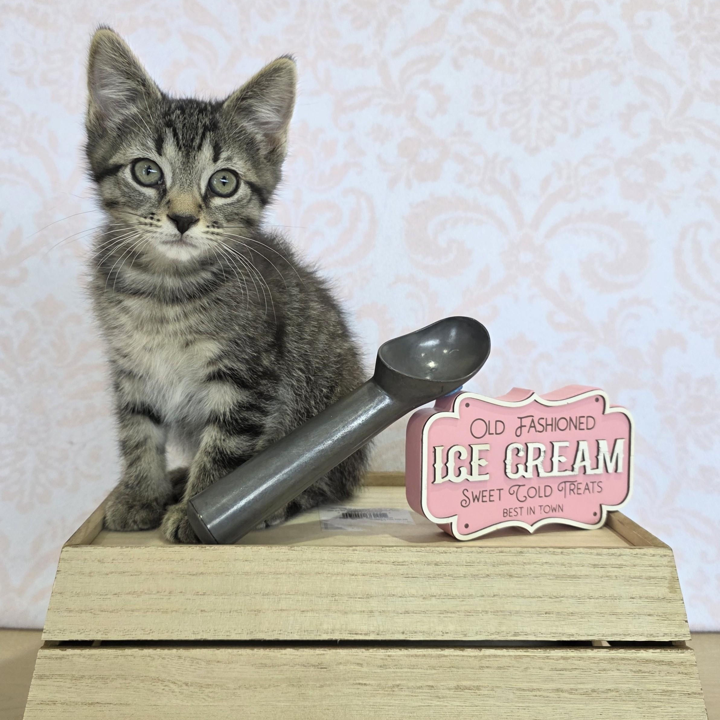 Enlarge Superman, a Adoptable Domestic Short Hair in Macomb Twp, MI image 2/5