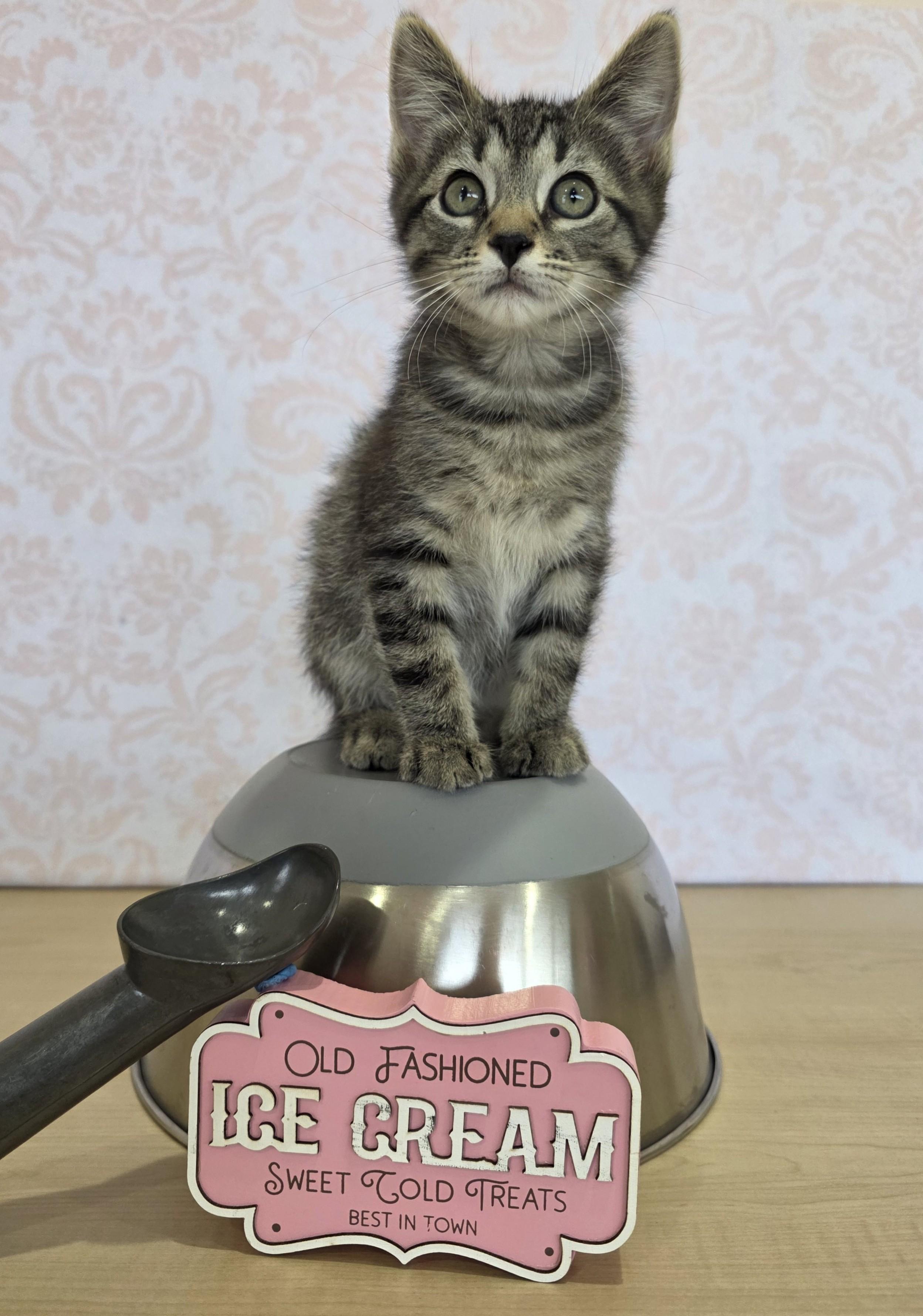 Superman, Adoptable, Kitten Male Domestic Short Hair.