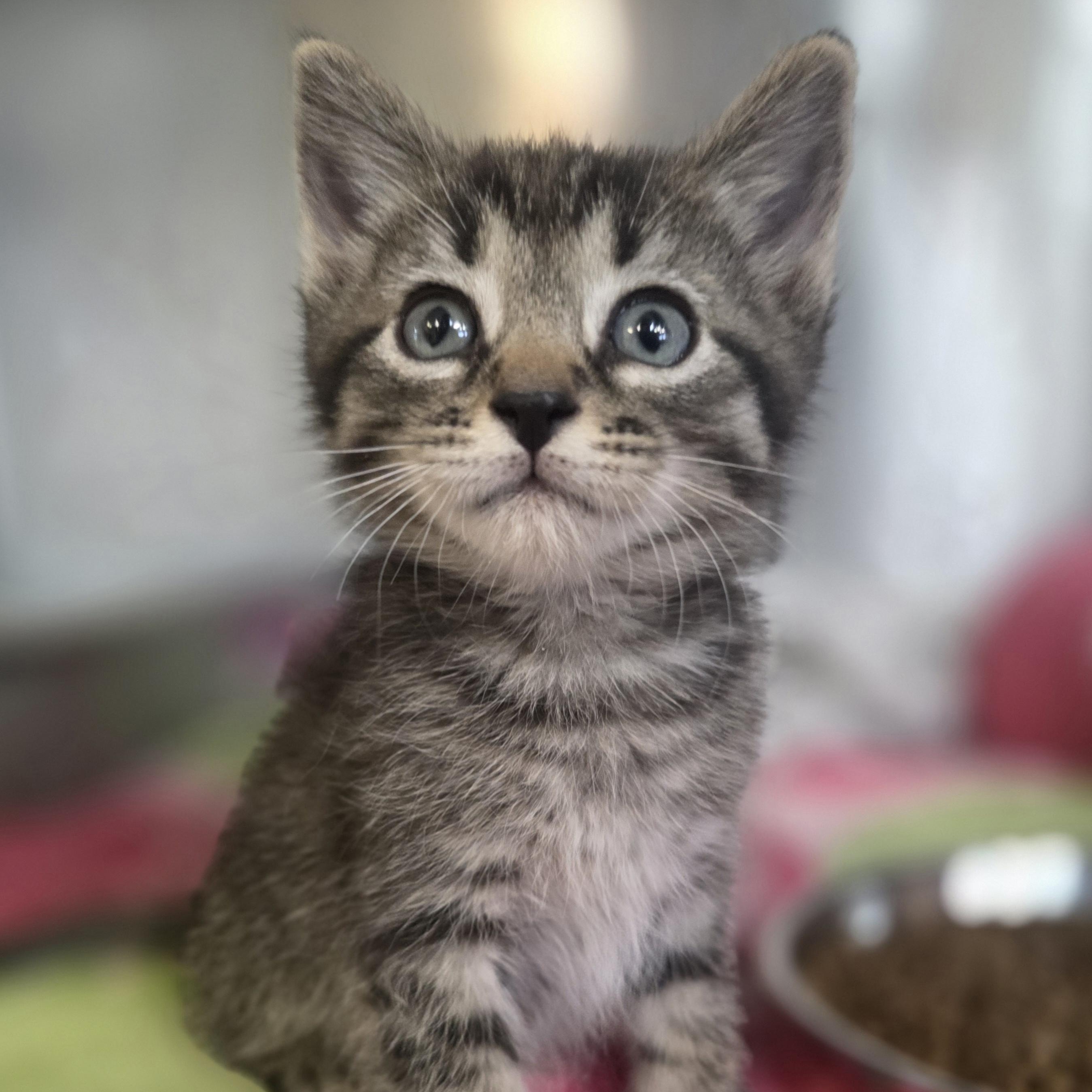 Enlarge Superman, a Adoptable Domestic Short Hair in Macomb Twp, MI image 4/5