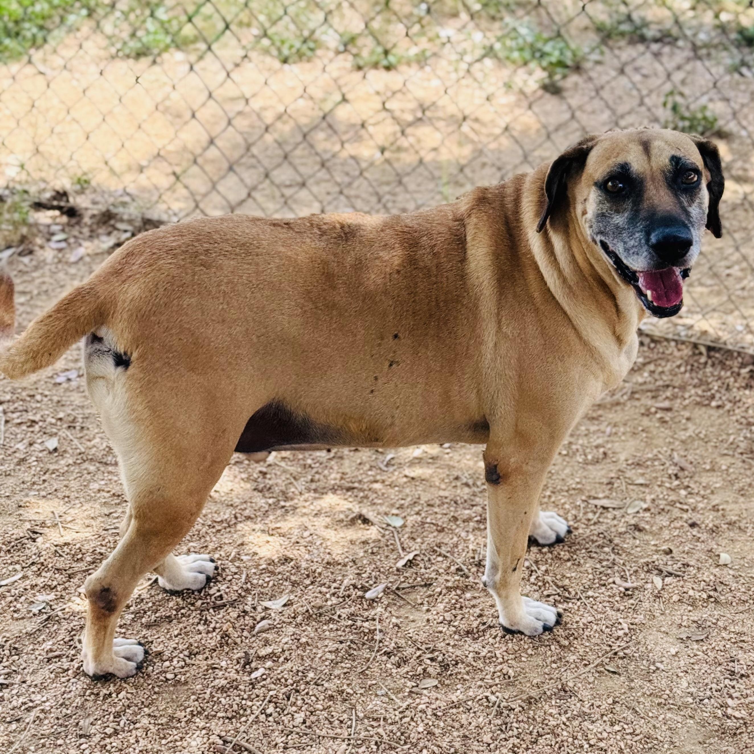 Hunter, an adoptable Black Mouth Cur, Yellow Labrador Retriever in Calumet, MI, 49913 | Photo Image 4
