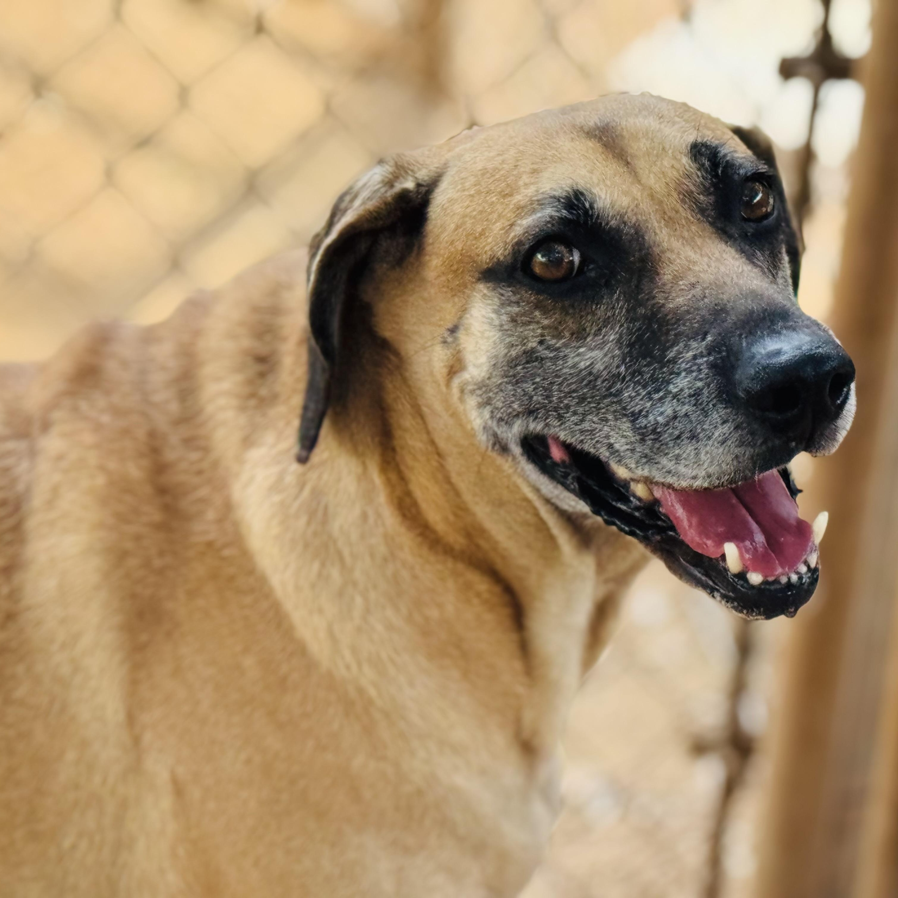 Hunter, an adoptable Black Mouth Cur, Yellow Labrador Retriever in Calumet, MI, 49913 | Photo Image 1