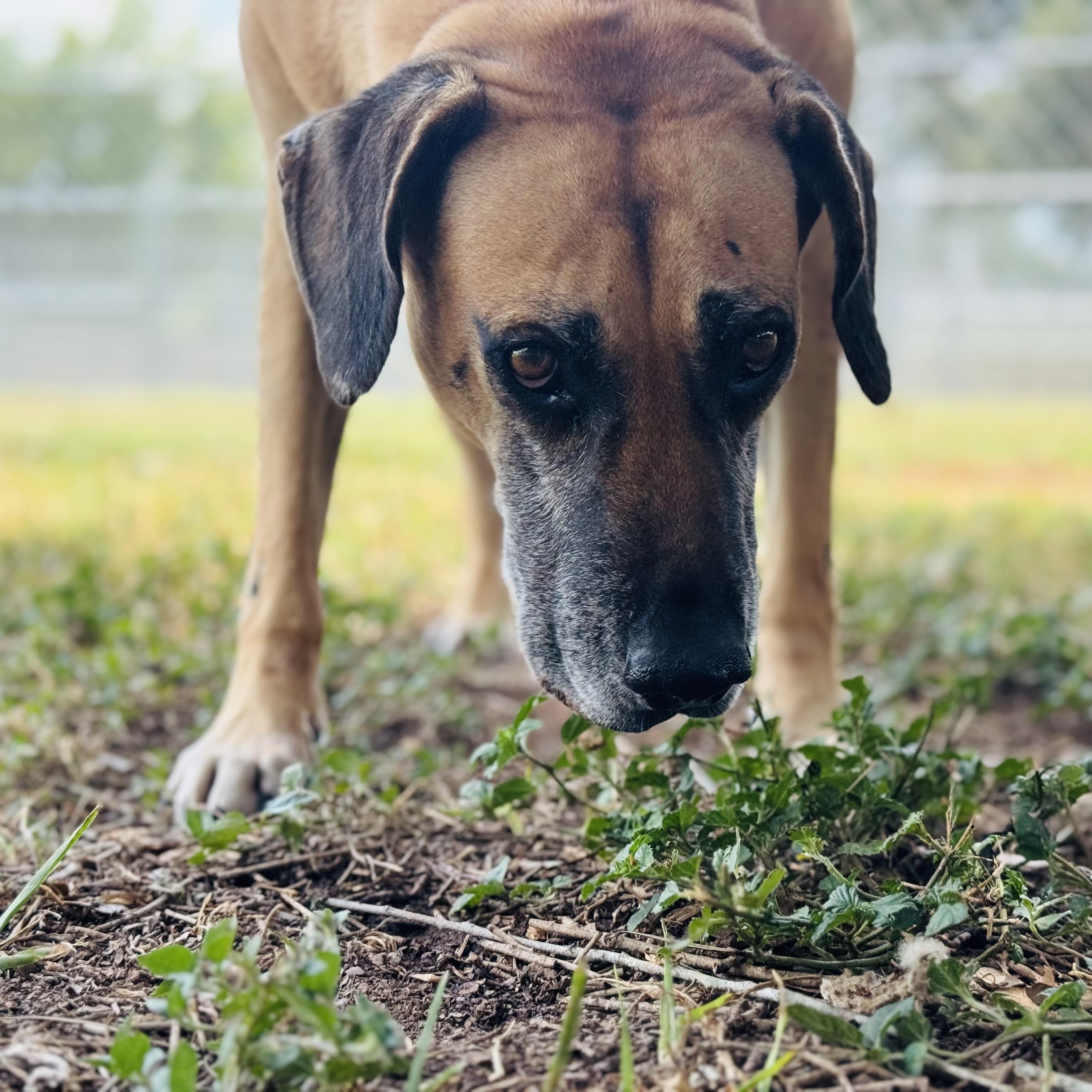 Hunter, an adoptable Black Mouth Cur, Yellow Labrador Retriever in Calumet, MI, 49913 | Photo Image 2