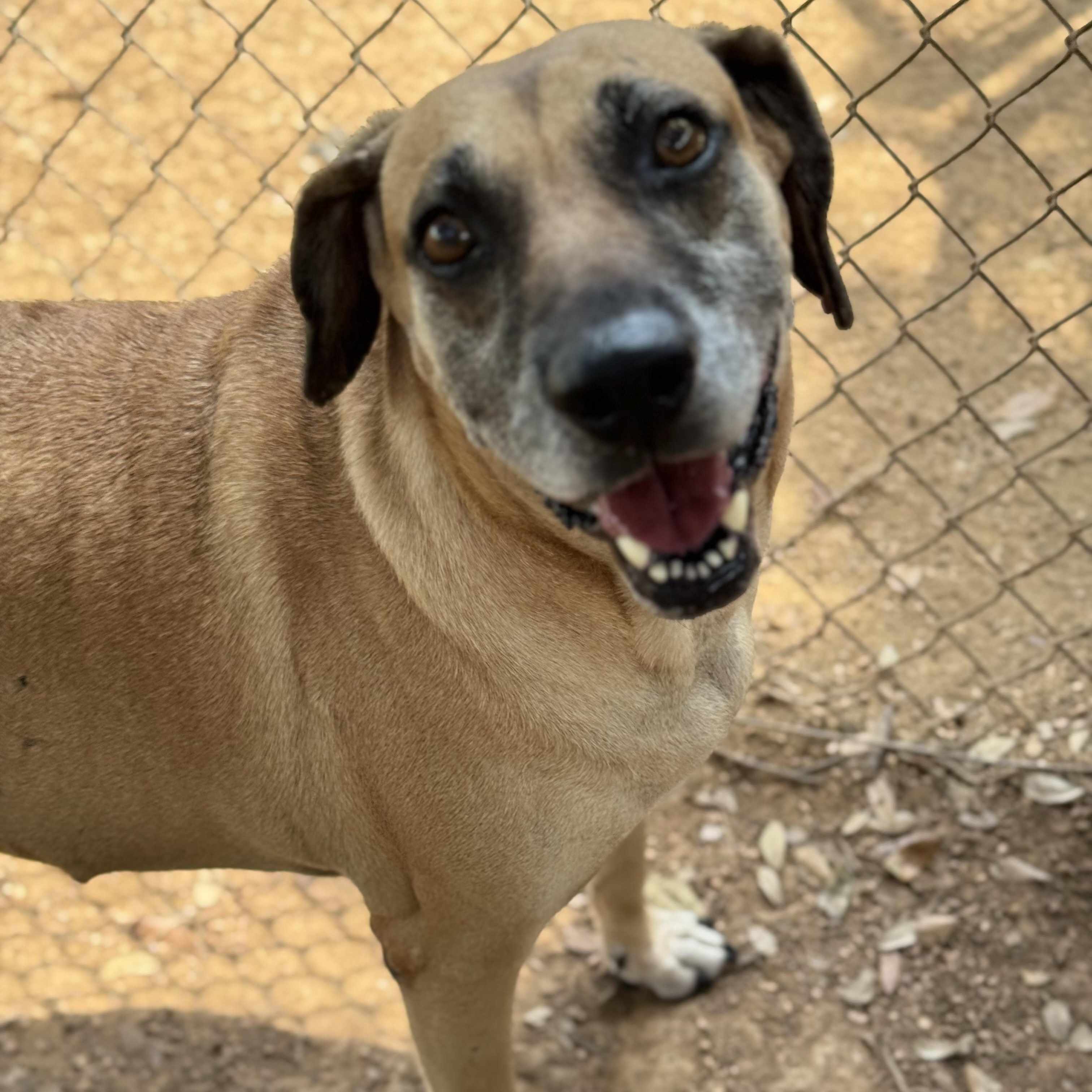 Hunter, an adoptable Black Mouth Cur, Yellow Labrador Retriever in Calumet, MI, 49913 | Photo Image 3