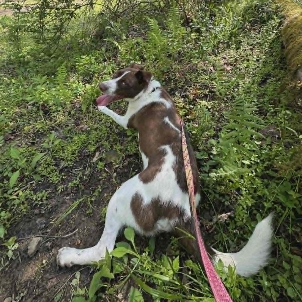 Enlarge Ralphie, a Adoptable mixed breed in Shinnston, WV image 3/4