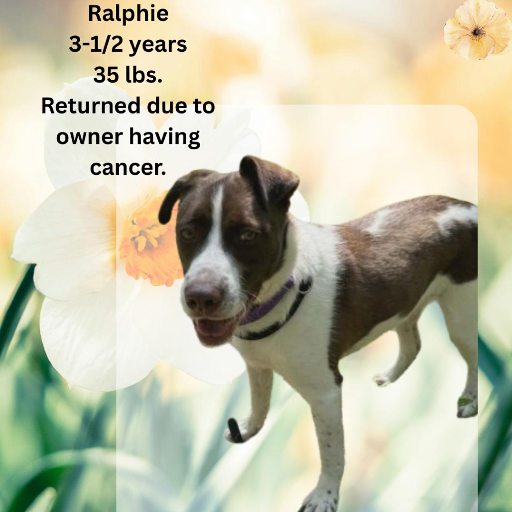 Enlarge Ralphie, a Adoptable mixed breed in Shinnston, WV image 4/4