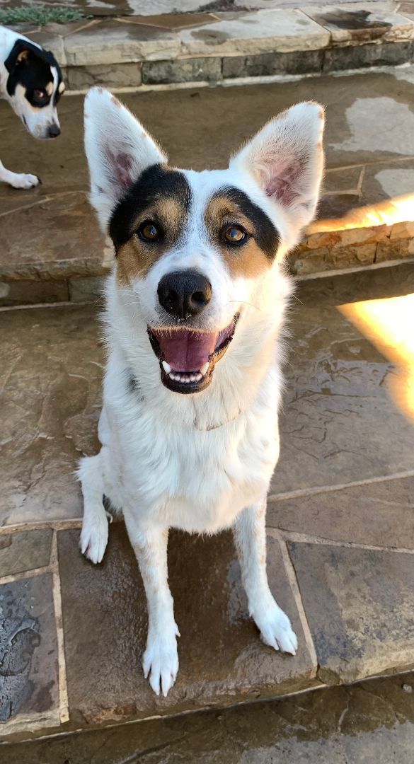 CALVIN, a Adopted mixed breed in Naperville, IL image 2/3