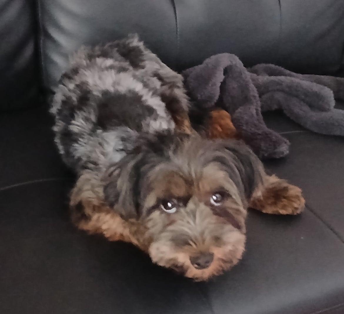 Enlarge Heidi!, an adopted Yorkie Poo in Celina, OH image 2/2