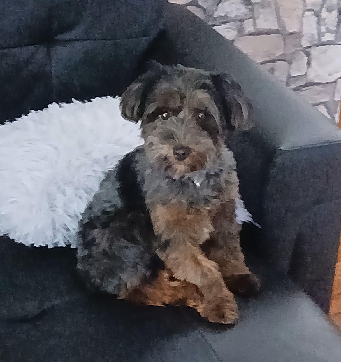 Heidi!, adopted, Young Female Yorkie Poo.