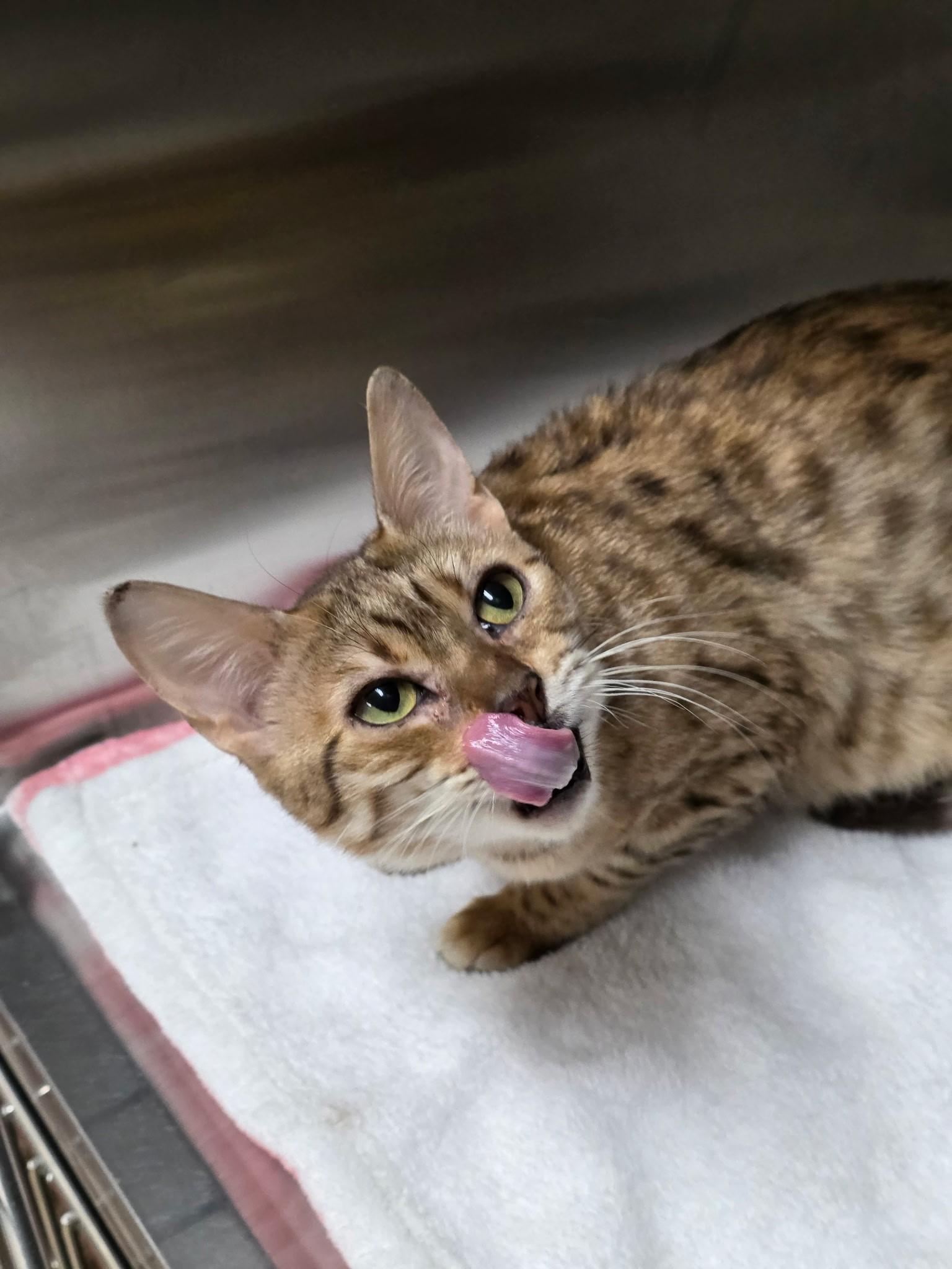 Enlarge Taylor, an adopted Bengal in Quilcene, WA image 2/2