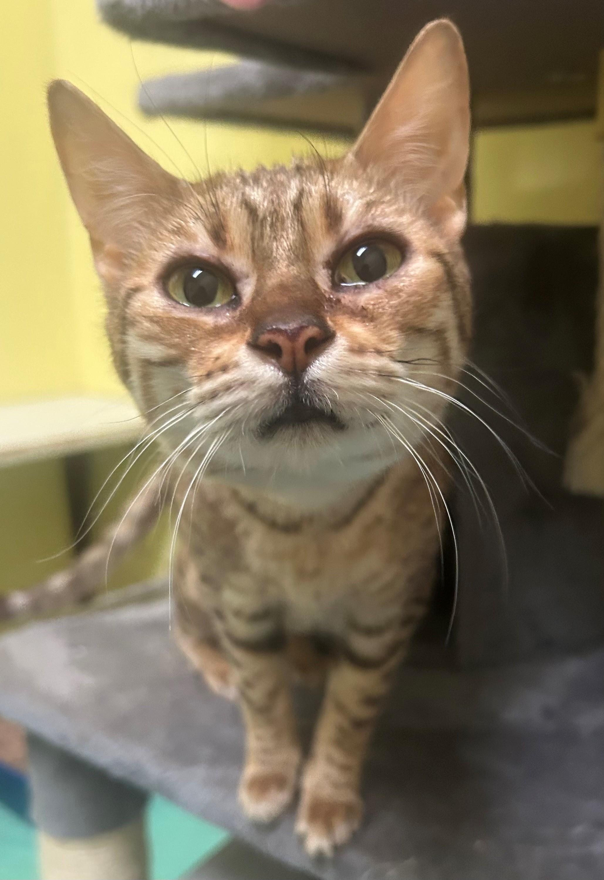 Taylor, adopted, Adult Female Bengal.
