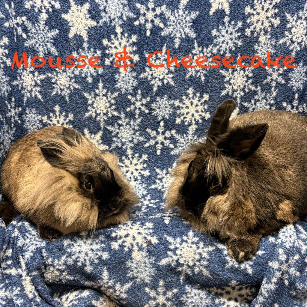 Enlarge Cheesecake, a Adopted Lionhead in Elizabethtown, KY image 1/5