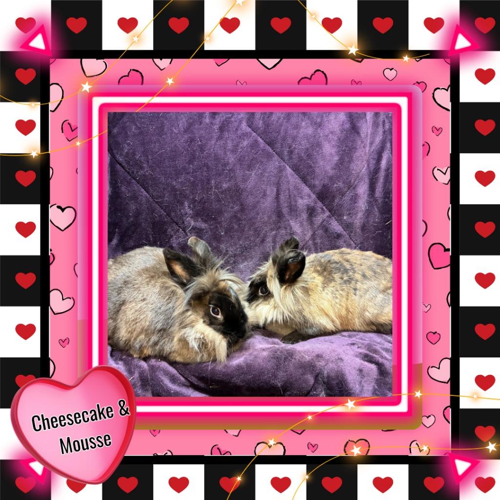 Enlarge Cheesecake, a Adopted Lionhead in Elizabethtown, KY image 2/5