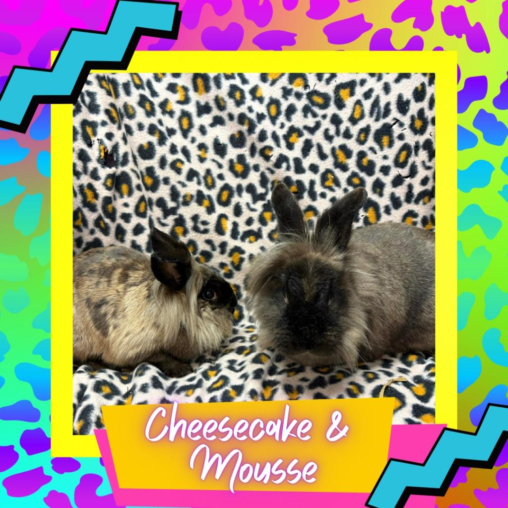 Enlarge Cheesecake, a Adopted Lionhead in Elizabethtown, KY image 3/5