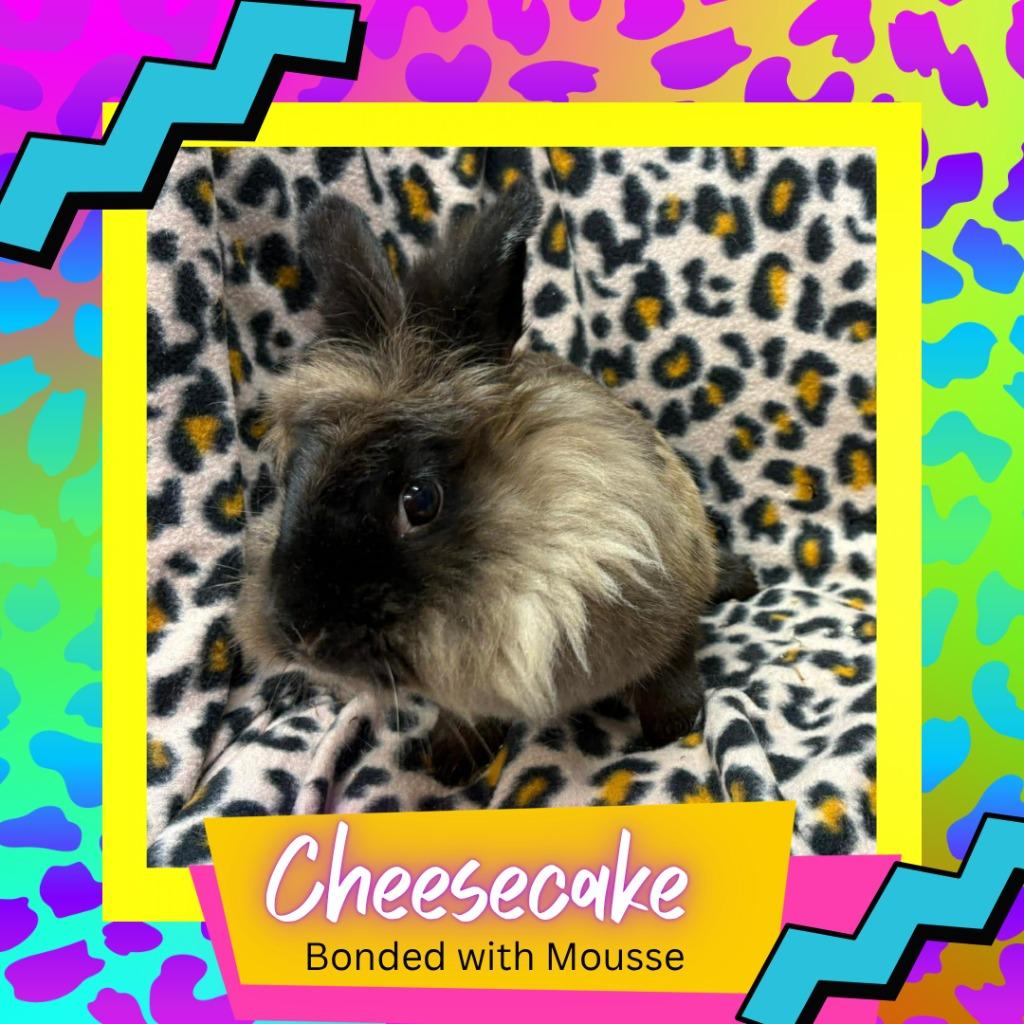 Enlarge Cheesecake, a Adopted Lionhead in Elizabethtown, KY image 4/5