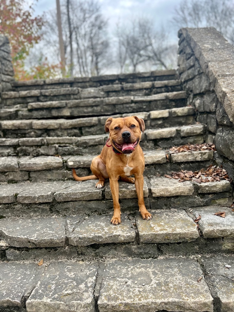 Enlarge Turk, an adoptable mixed breed in Naperville, IL image 5/6