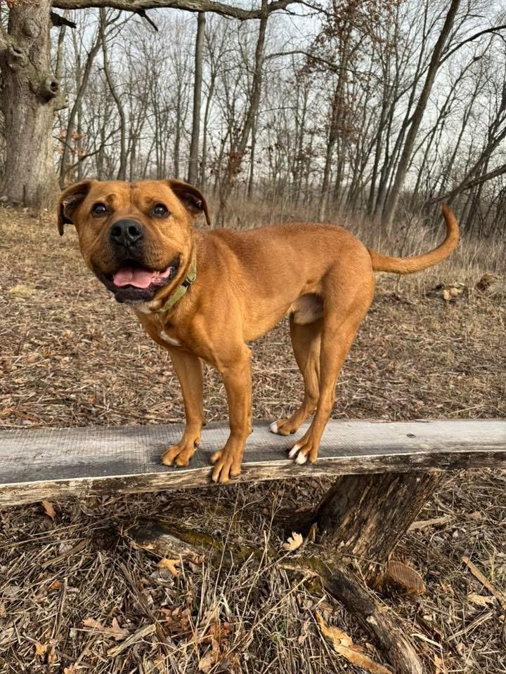 Enlarge Turk, an adoptable mixed breed in Naperville, IL image 2/6