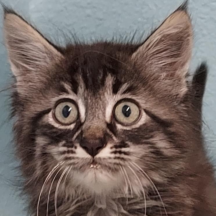 Milton, an adopted Maine Coon & Tabby Mix in Libby, MT_image-1
