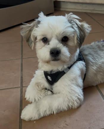 Enlarge Maverick, an adopted Shih Tzu in Watertown, WI image 4/4