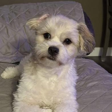 Enlarge Maverick, an adopted Shih Tzu in Watertown, WI image 2/4