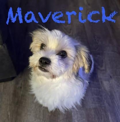 Enlarge Maverick, an adopted Shih Tzu in Watertown, WI image 3/4