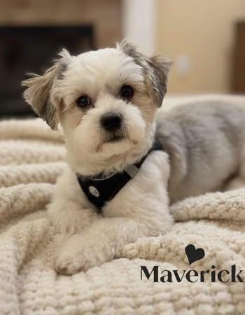 Enlarge Maverick, an adopted Shih Tzu in Watertown, WI image 1/4