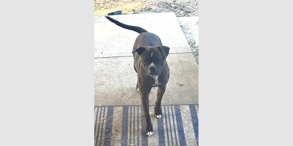 Rosy II, Adoptable, Adult Female Boxer.