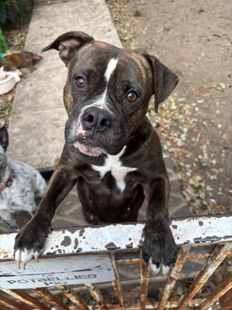 Rosy II, a Adoptable Boxer in Hewitt, TX image 2/6