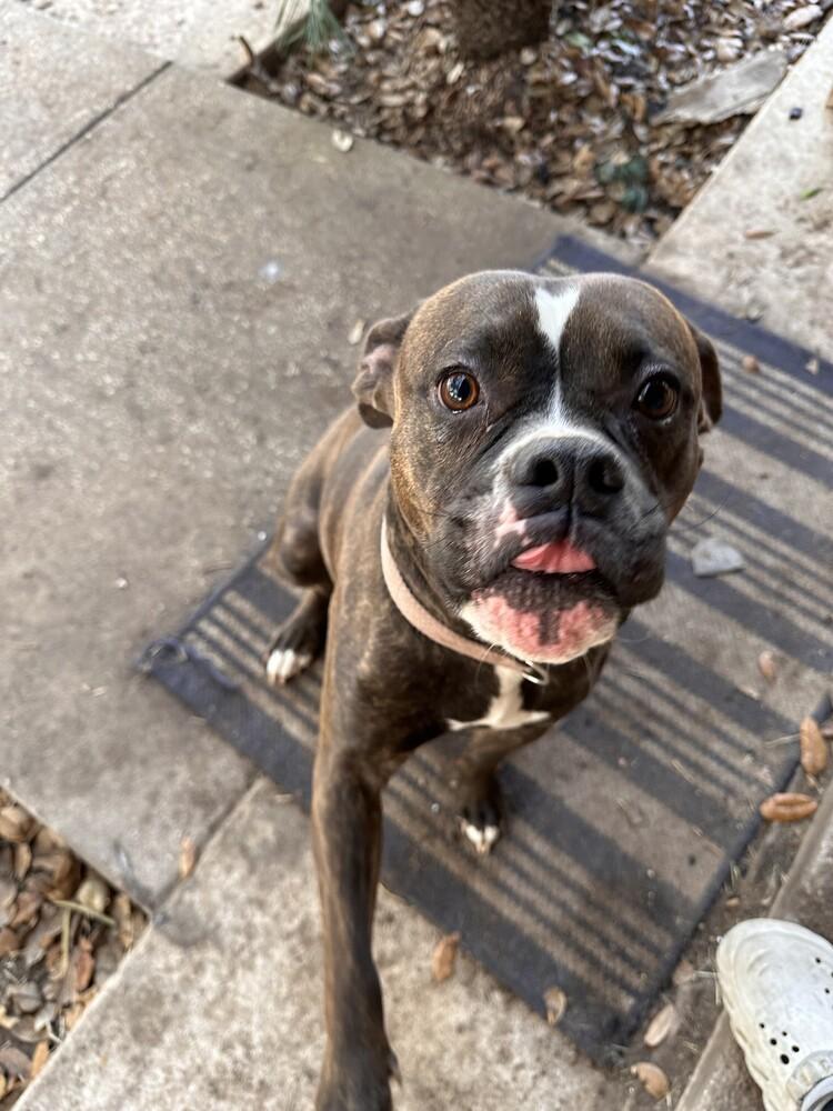 Rosy II, a Adoptable Boxer in Hewitt, TX image 3/6