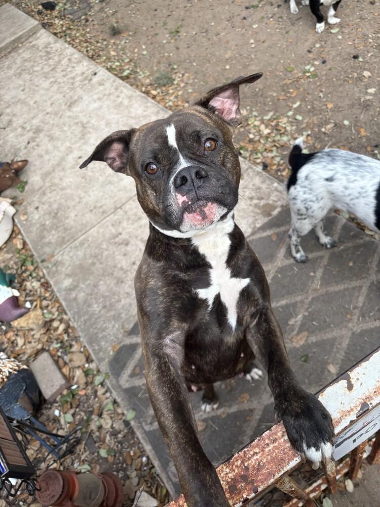 Rosy II, a Adoptable Boxer in Hewitt, TX image 4/6