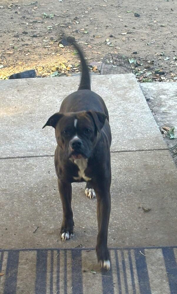 Rosy II, a Adoptable Boxer in Hewitt, TX image 5/6