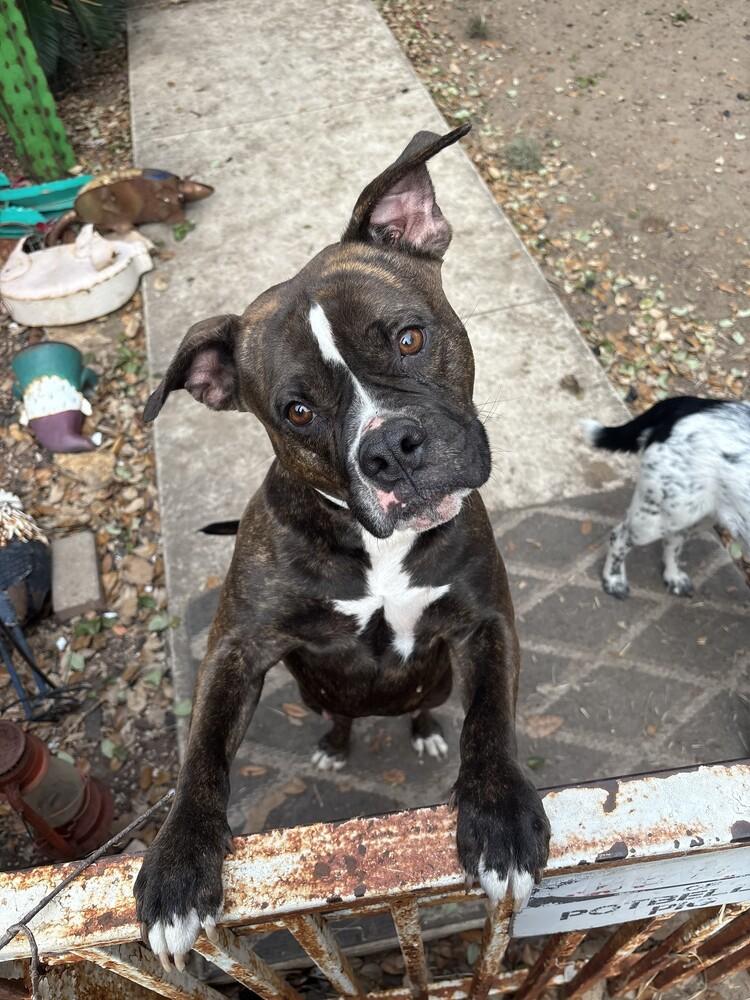 Rosy II, a Adoptable Boxer in Hewitt, TX image 6/6