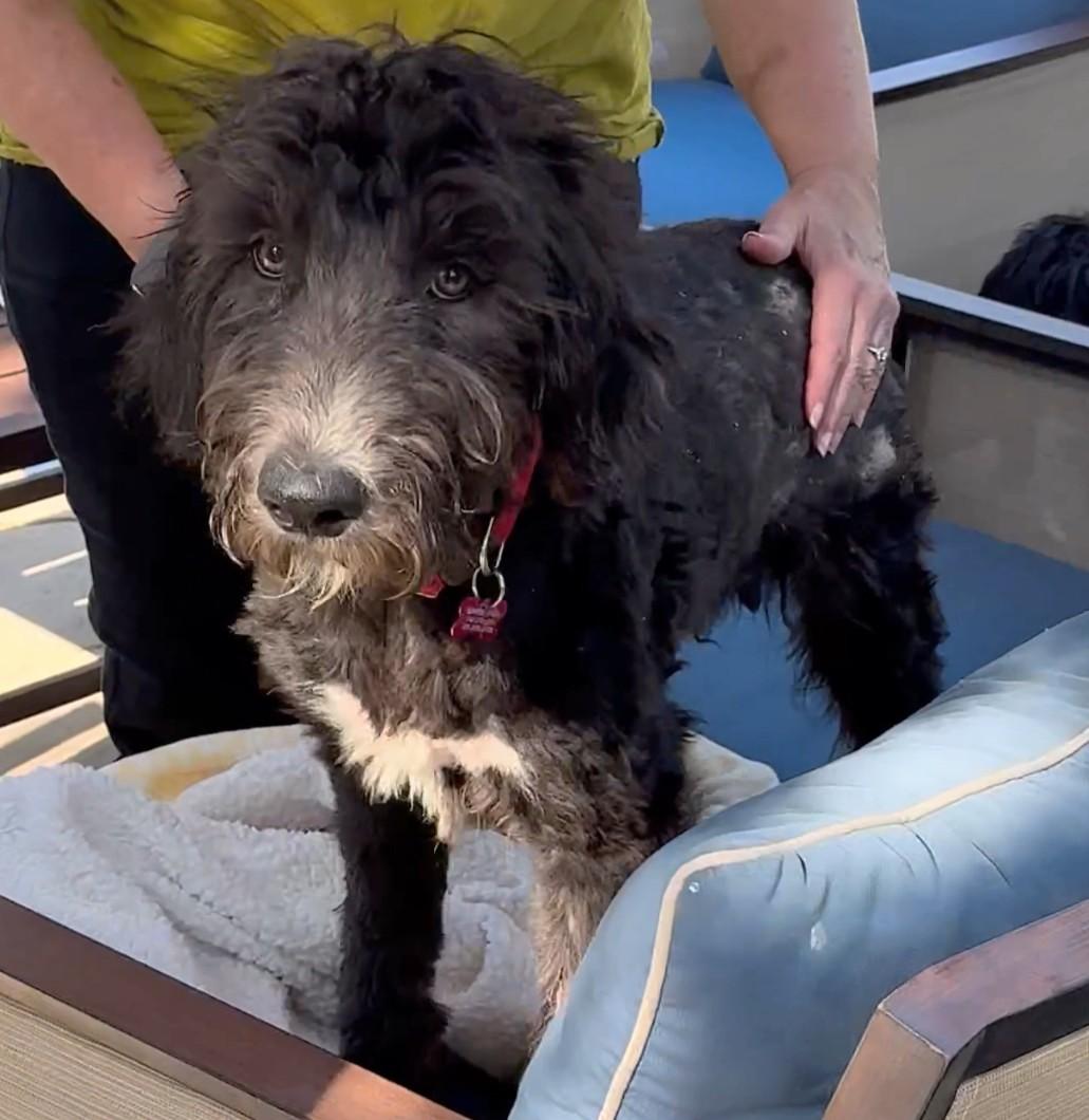 Pacing Manning, an adoptable Goldendoodle, Sheepadoodle in Thousand Oaks, CA, 91360 | Photo Image 1