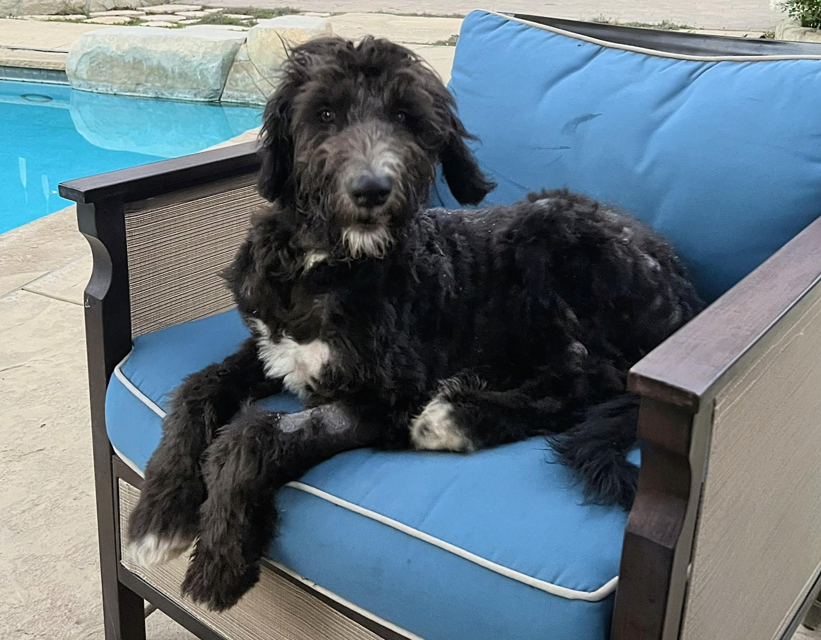 Pacing Manning, an adoptable Goldendoodle, Sheepadoodle in Thousand Oaks, CA, 91360 | Photo Image 3