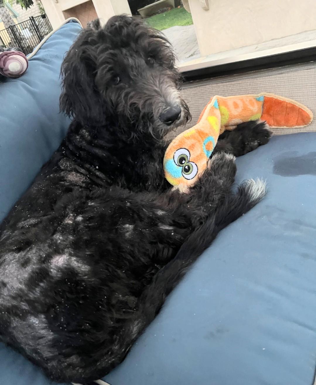 Pacing Manning, an adoptable Goldendoodle, Sheepadoodle in Thousand Oaks, CA, 91360 | Photo Image 2