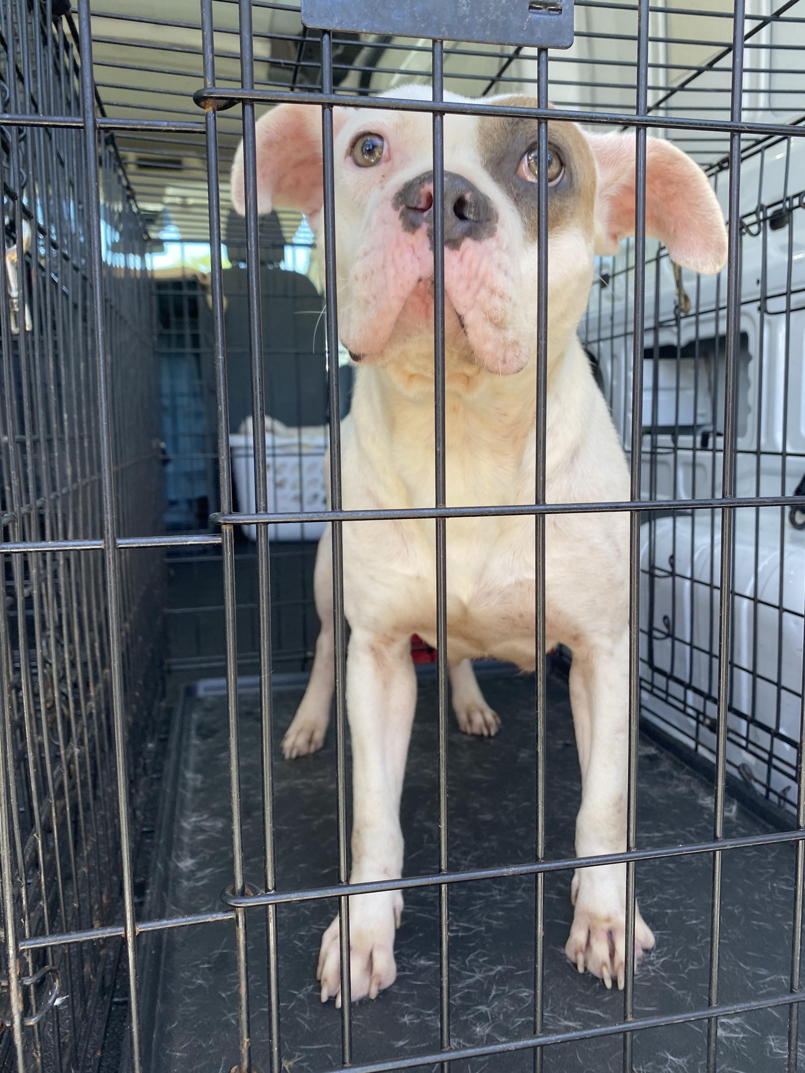 Enlarge Halo, a Adoptable Boxer in Winnabow, NC image 2/3