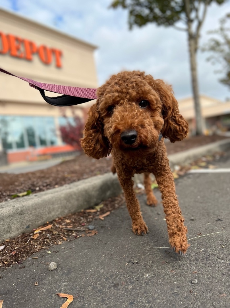 Enlarge Theo , a Adopted Goldendoodle in Vancouver, WA image 1/1