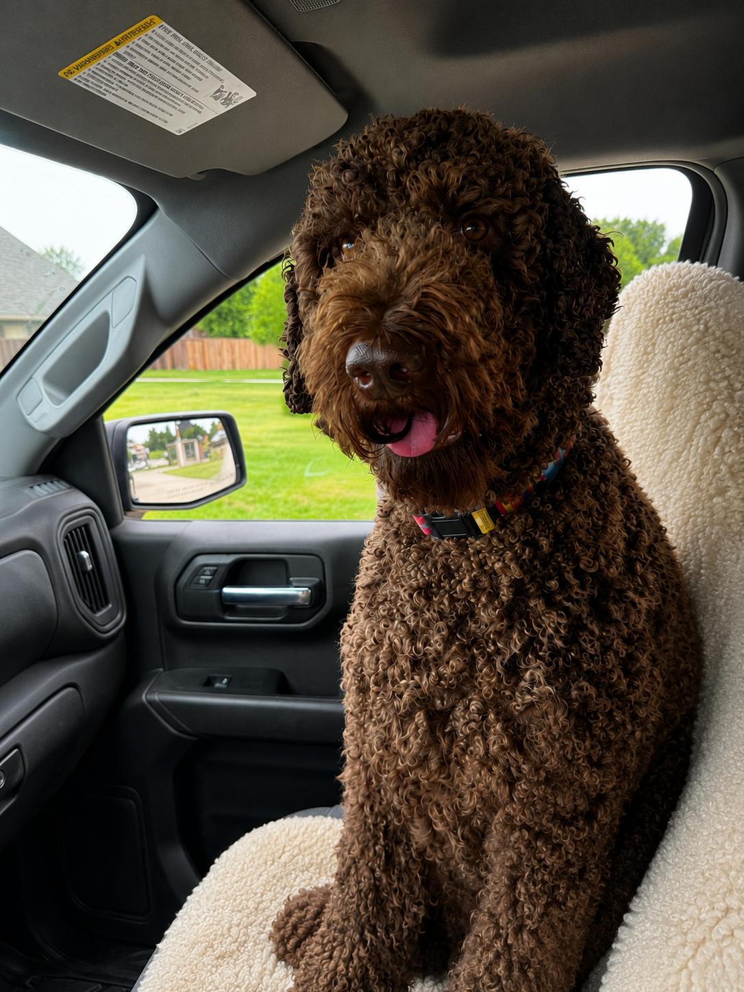 Standard Poodles for Adoption in Ovilla, Texas | Petfinder