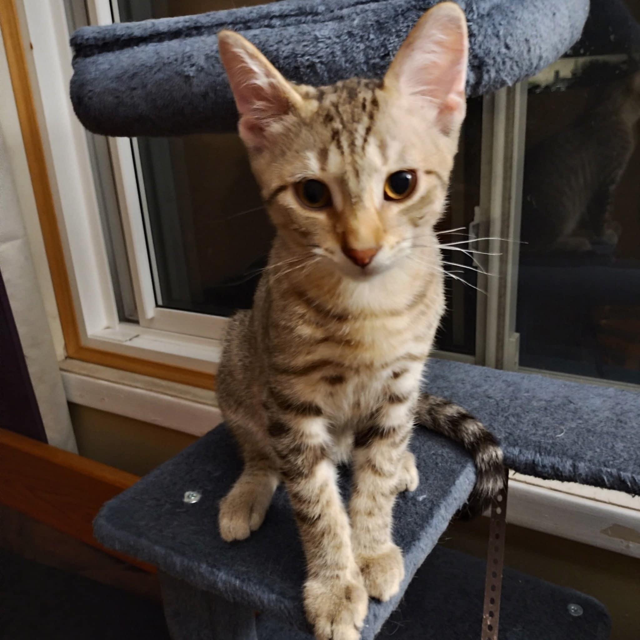 Frodo, Adoptable, Kitten Male Domestic Short Hair.