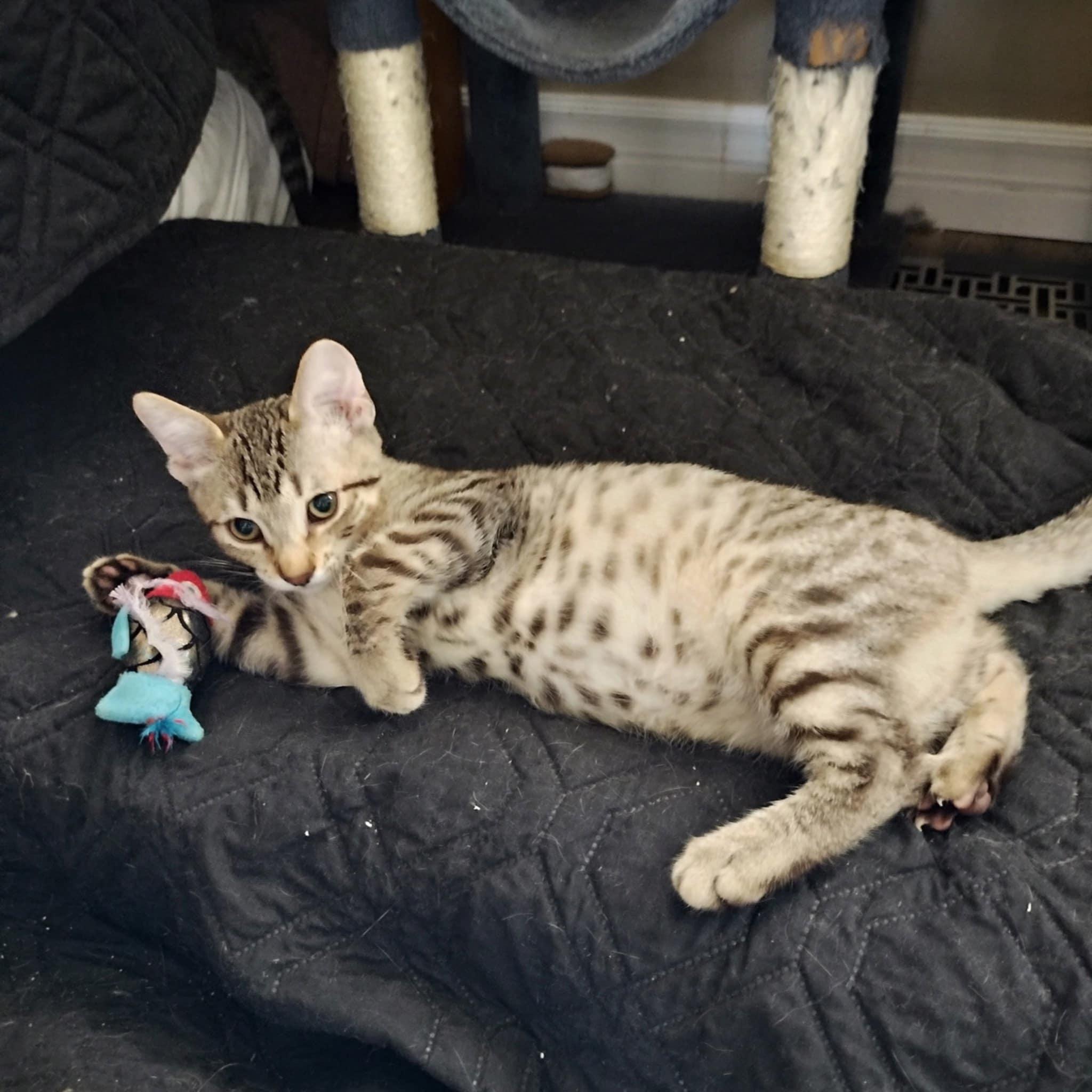 Enlarge Frodo, a Adoptable Domestic Short Hair in Fonthill, ON image 2/3