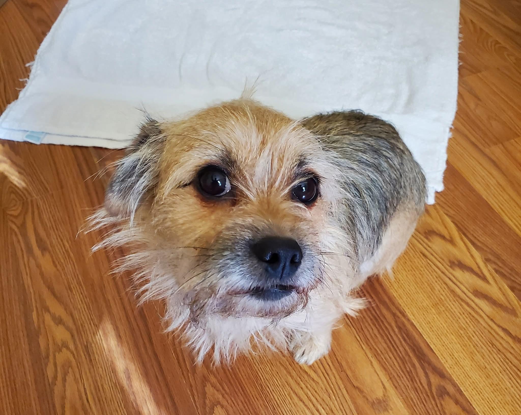 Rip, Adoptable, Young Male Yorkshire Terrier.