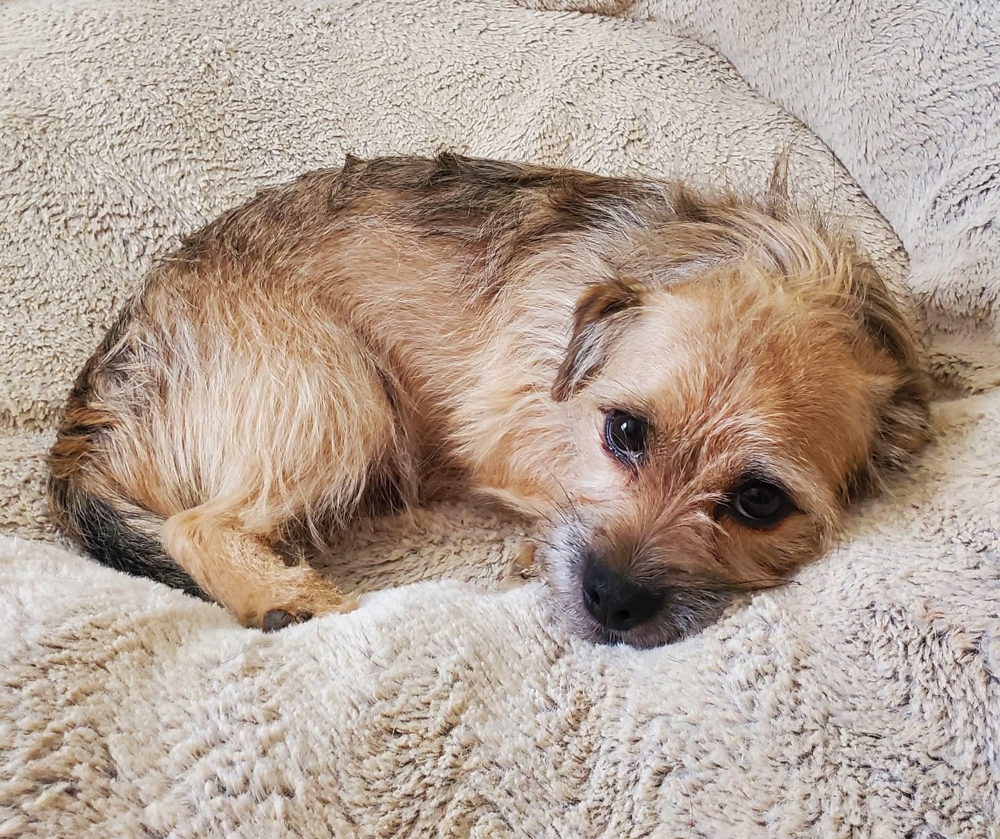 Enlarge Rip, a Adoptable mixed breed in Hermitage, TN image 2/3