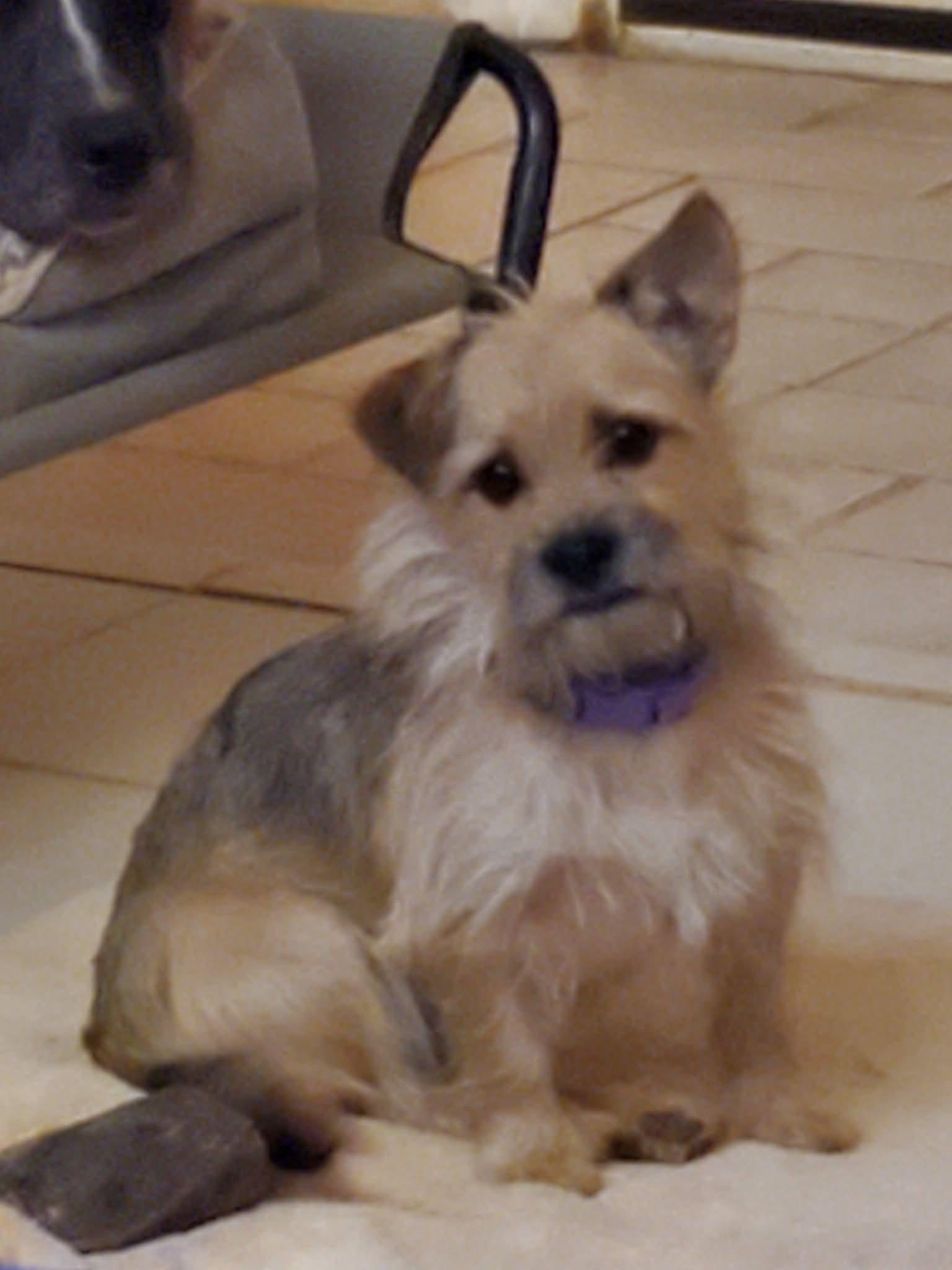 Rip, Adoptable, Young Male Yorkshire Terrier.