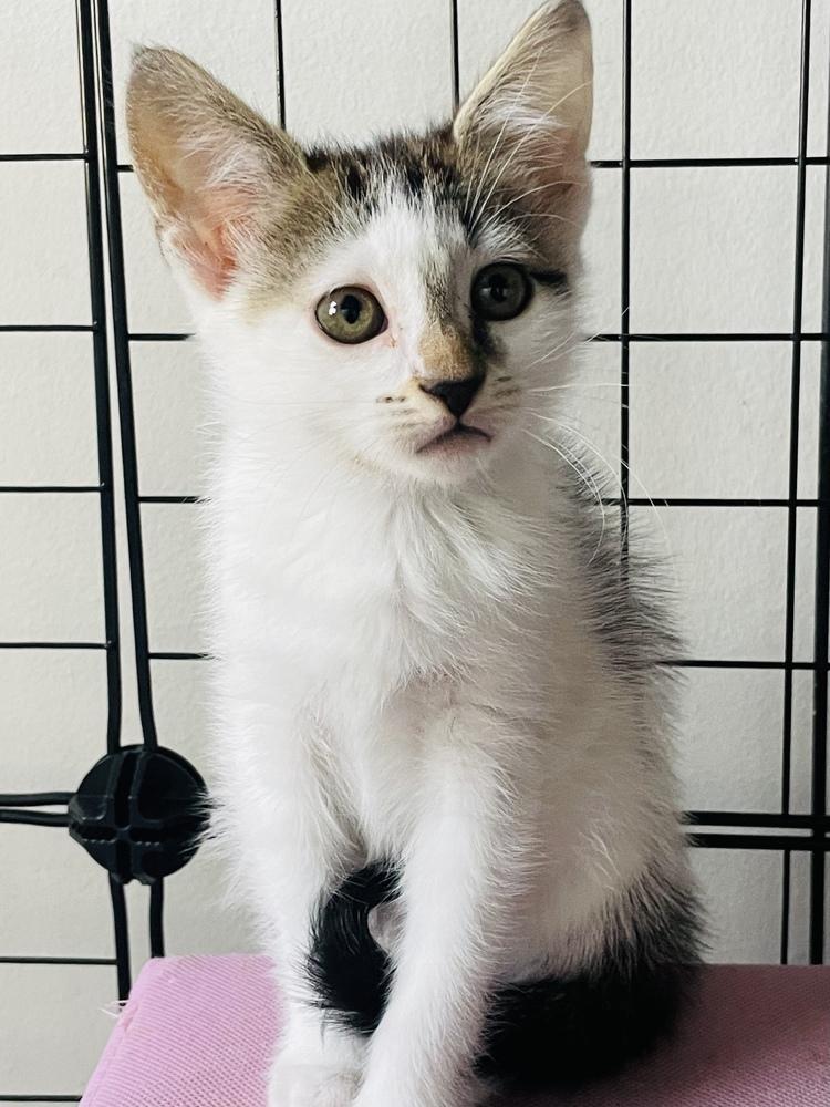 Autumn, a Adoptable mixed breed in Salisbury, NC image 3/3