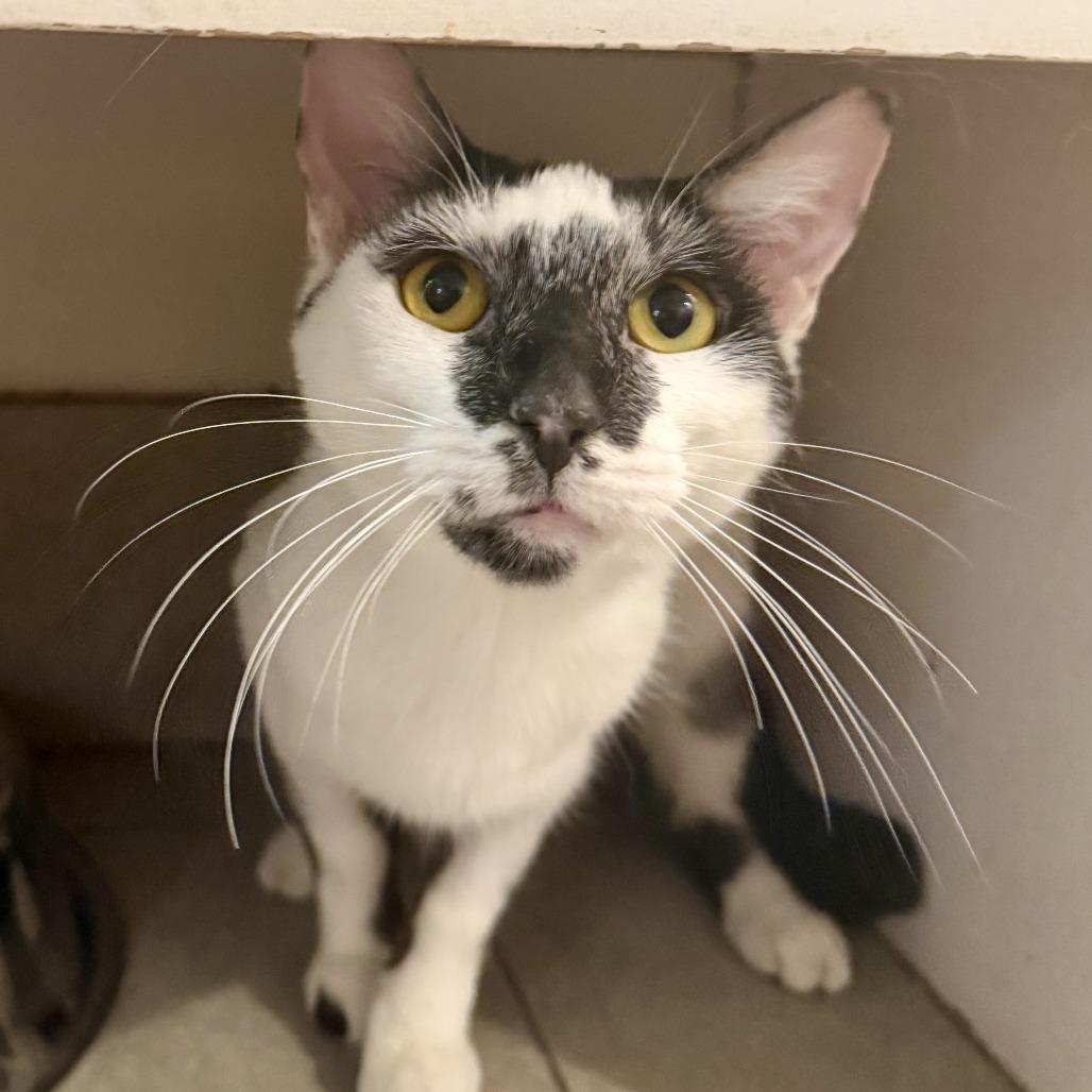 Enlarge Manchitas, a Adoptable Domestic Short Hair in Las Vegas, NV image 1/3
