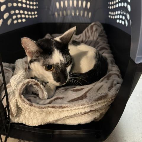 Enlarge Manchitas, a Adoptable Domestic Short Hair in Las Vegas, NV image 1/1