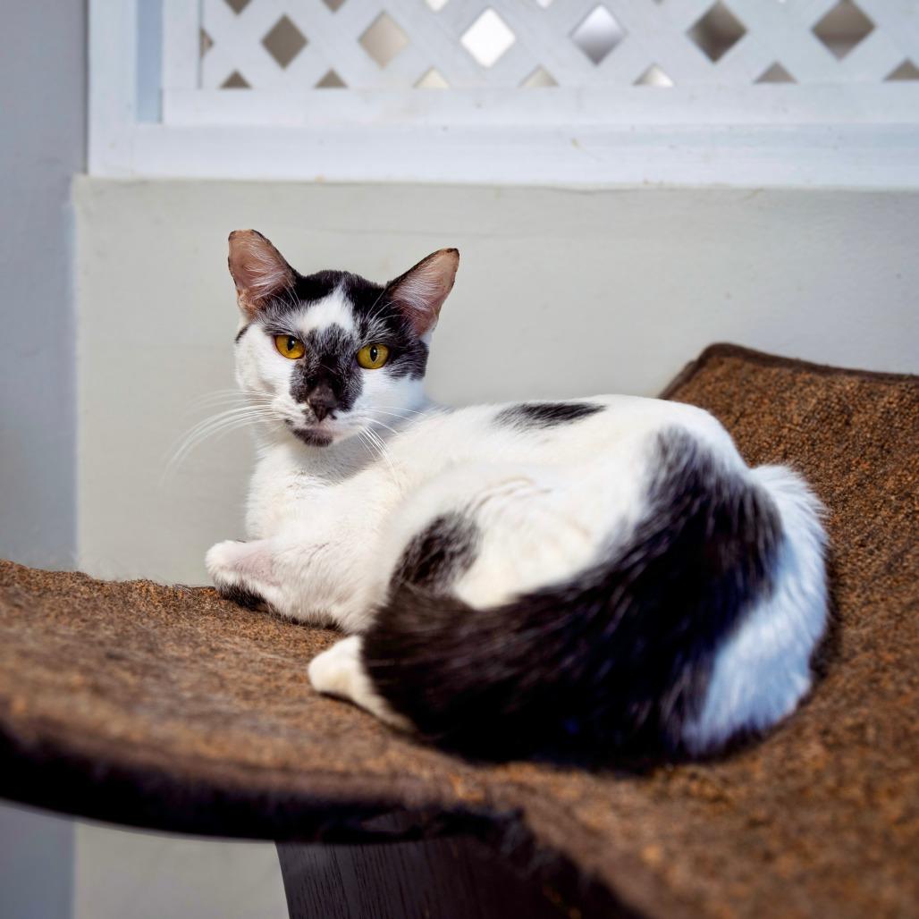 Manchitas, Adoptable, Young Female Domestic Short Hair.