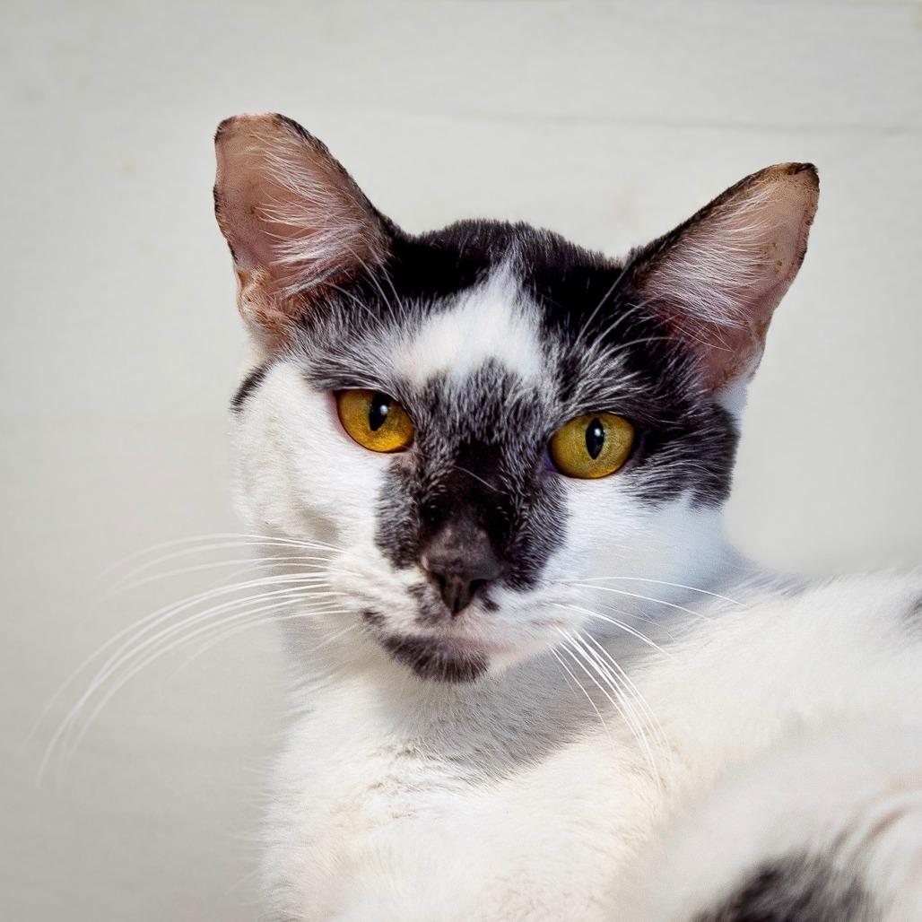 Enlarge Manchitas, a Adoptable Domestic Short Hair in Las Vegas, NV image 3/3