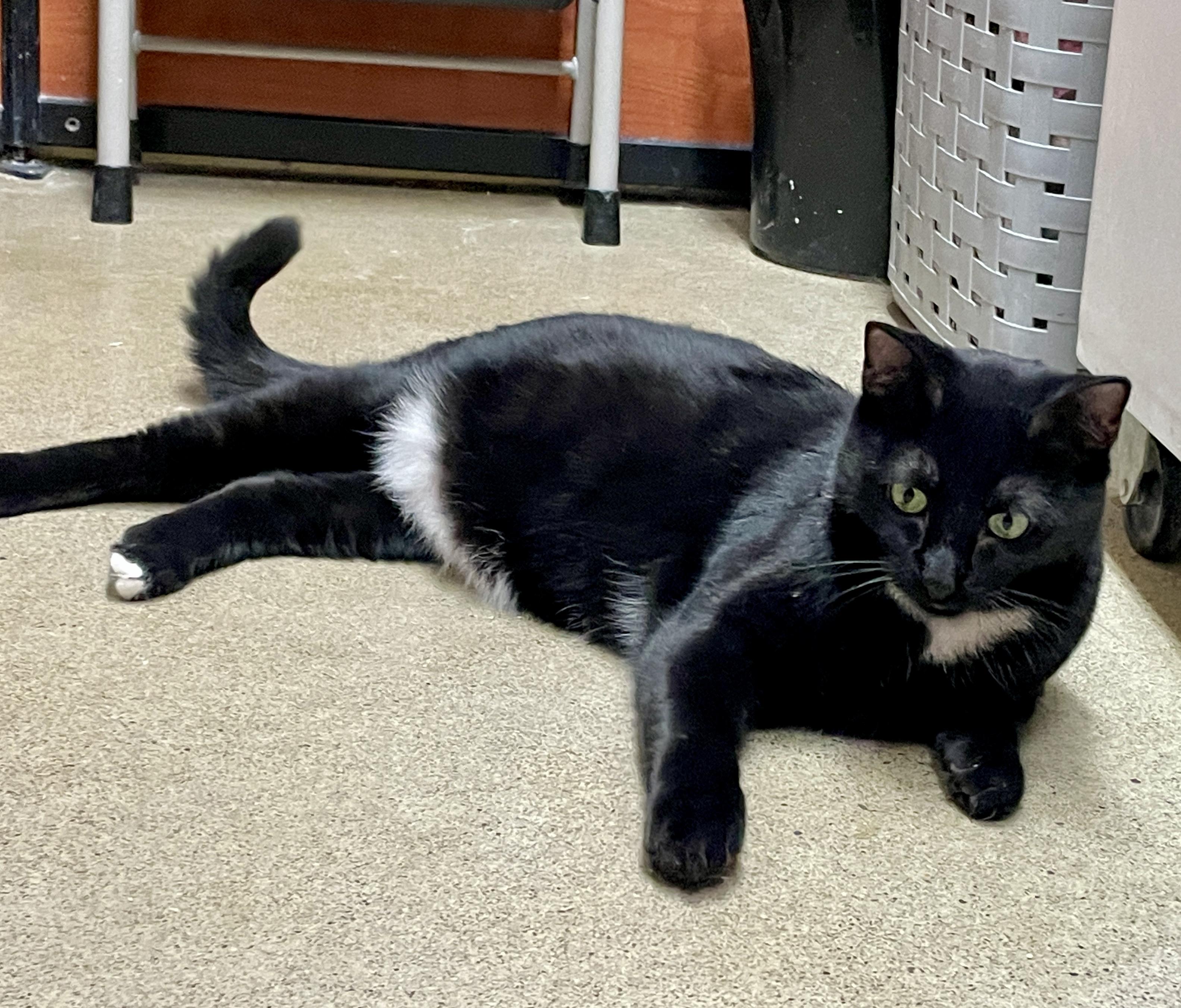 Enlarge Spot, an adoptable Domestic Short Hair in Scarborough, ON image 4/6